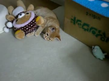 拾いねこ＠生後114日目　リラックマと戯れるアコにょんさん