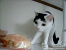 【夜な夜な猫集会】白小と蟹