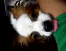 パピヨン　動画　10/28