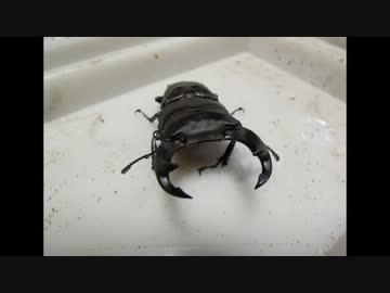 第十九回　佐賀よかでしょう　【オオクワ編】