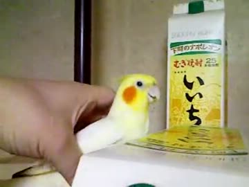 邪魔されても気にしないインコ