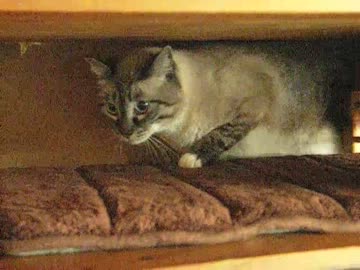 ジャンくんに低反発マットのプレゼント