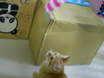 拾いねこ＠生後116日目　アコにょんが緑のじゃらし隠してしまいました