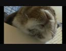 【ホーランドロップ】なでくらべ【うさぎ】