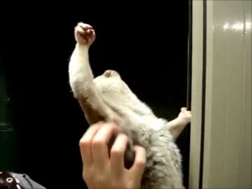 宇宙と融合する淫夢くん