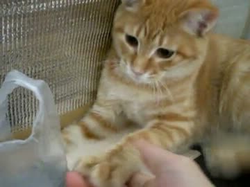 拾いねこ＠生後117日目part1　今度アコにょんのお嫁さん候補に会いますっ