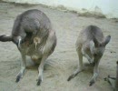 カンガルーぼりぼり