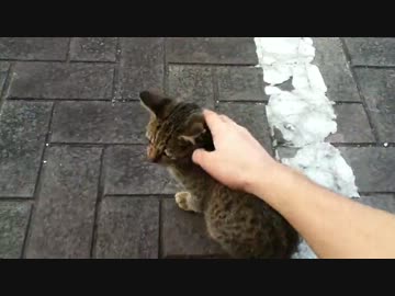 とある小町のおヌコ様