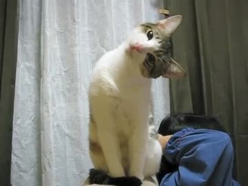猫さん首をかしげる