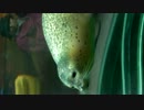 旭山動物園・アザラシその ①2012/10/23