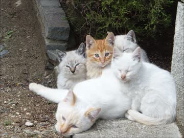 チャウのとある日常？～にゃんこさんのとある日常？！～