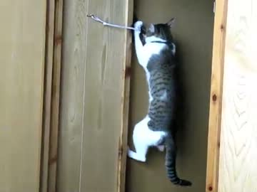 猫さんとドアノブの攻防