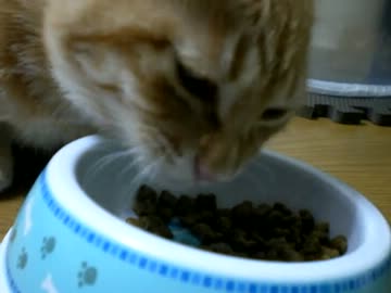 拾いねこ＠生後117日目part3　お食事アコにょん