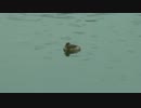 冬羽のカイツブリ