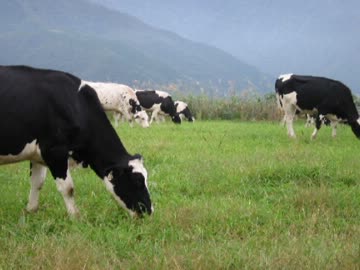 牧場の風景と音声.mp4