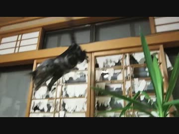 ダイビング猫 紹介編