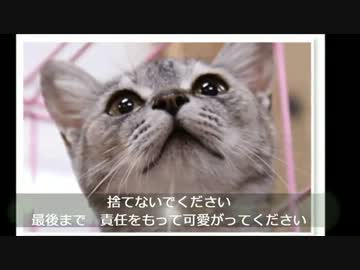 はじめましょう　捨て猫・保健所持ち込み