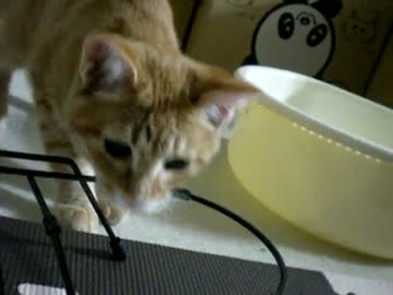 拾いねこ＠生後118日目　ふたりだけの時間はもうすぐ終わり