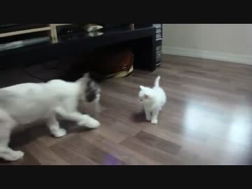 とある子猫ちゃんの可愛さ２