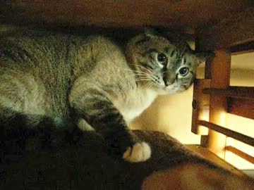 ジャンくんにオサワリ始めます　虐待じゃないよ