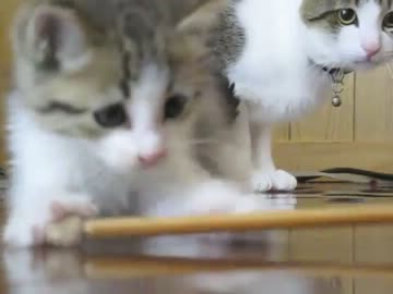 子猫がやってきた