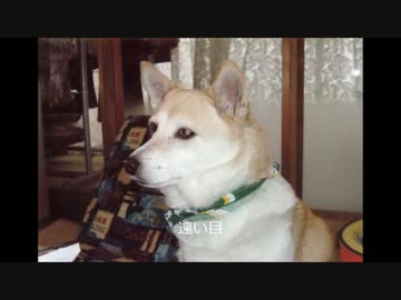＜ナナ朕 長寿犬表彰記念＞ノストラダムスにお願いを＜オリジナル曲＞