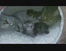 子猫のぬこぬこ日記　生後１３日目