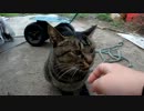 トラさん一家観察日記　149日目