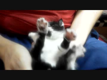 T_Ryoukaさんの股間でじゃれる子猫