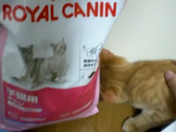 拾いねこ＠生後120日目　4ヶ月記念日～どんどんひゅーひゅーぱふぱふ～