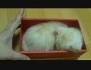 箱入り子猫　【大猫と子猫の番外編１】