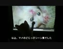 ドジっ子猫　【大猫と子猫の番外編２】