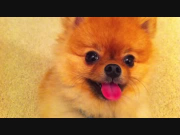 色々な芸をするポメラニアンがかわいい