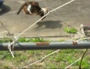 空中殺法（猫）
