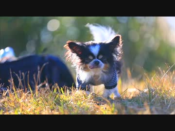 爺ちゃんに世界を見せる旅にでる-その6 曽爾高原散歩編-