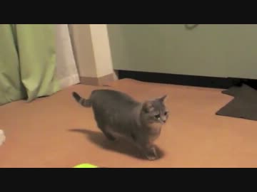 ねこビーム
