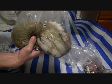 海釣りがしたくなって・・・　　　　サビキ編　　ｐａｒｔ　オマケ