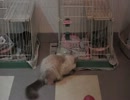 猫だ！ＰＡＲＫの姉妹店？【猫だ！カフェ】その４