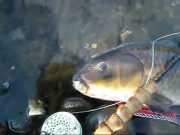 【ニコニコ鯉釣りダービー】餌、ルアー…残る釣り方は…