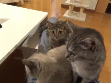 家猫日和　詰め合わせ２２