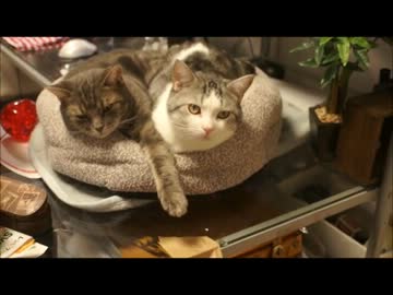 ツンギレのうちの猫のあったか猫だんご