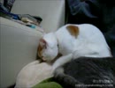 【夜な夜な猫集会】猫は今日もうどんをこねるのであります