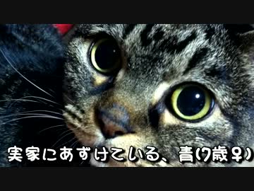 初めてのＡＶ（アニマルビデオ）
