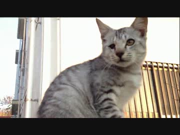 【ゆっくり】沖縄本島の最南端までチャリで来た( ・∀・)