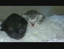 子猫のぬこぬこ日記　生後１４日目