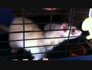 【フェレット】我が家の居候①