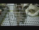 ご飯がほしいひじき３