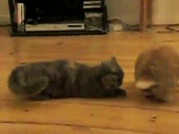 うさぎにxxxされる猫ちゃん