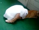 ウサギが猫に・・・