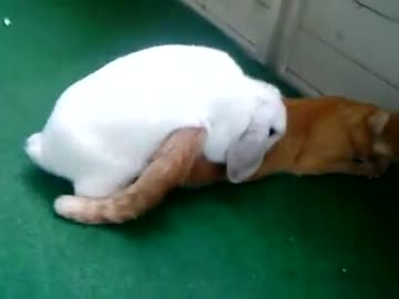 ウサギが猫に・・・